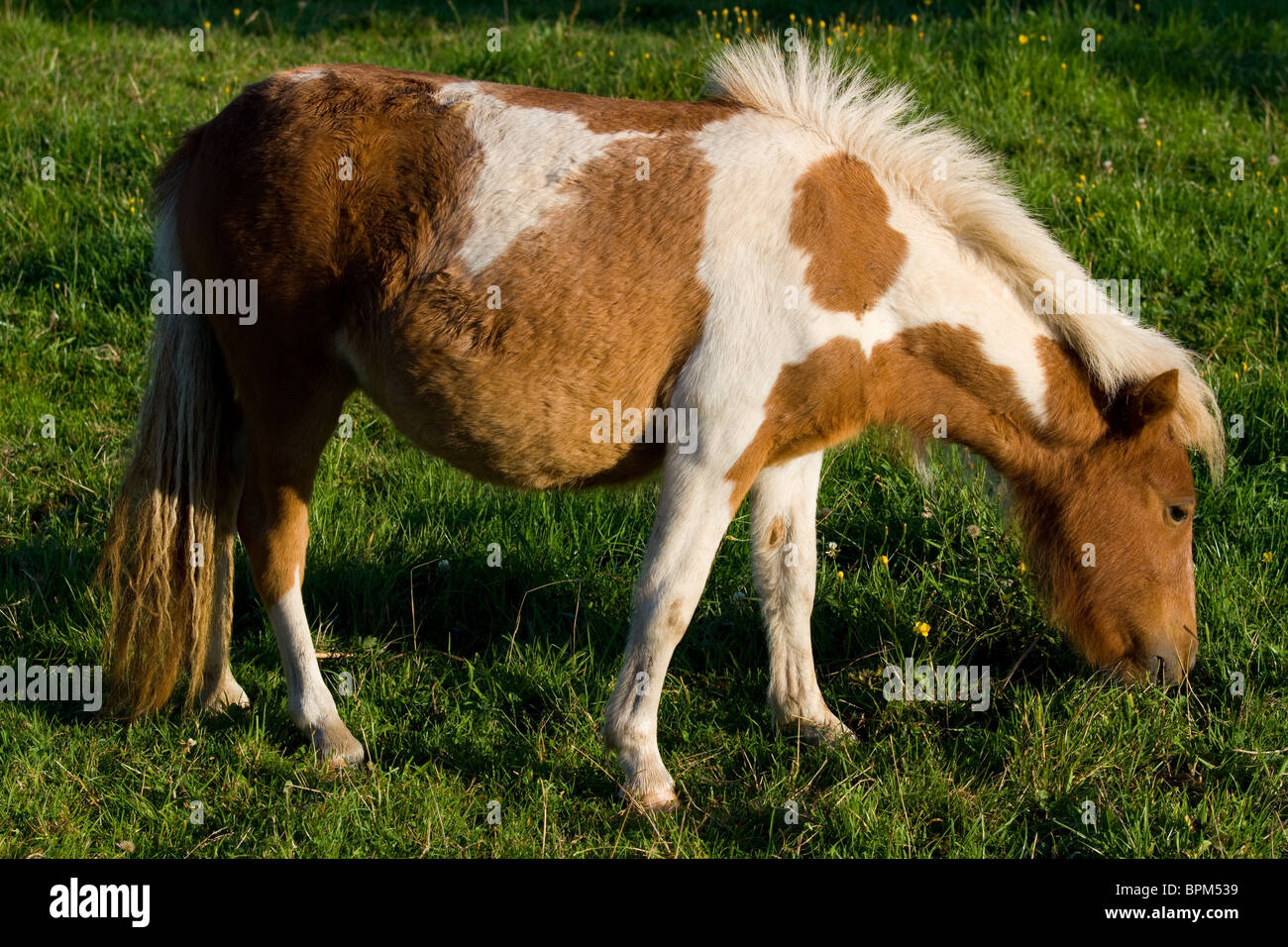 Boschi di castagno e di bianco pascolo pony Foto Stock