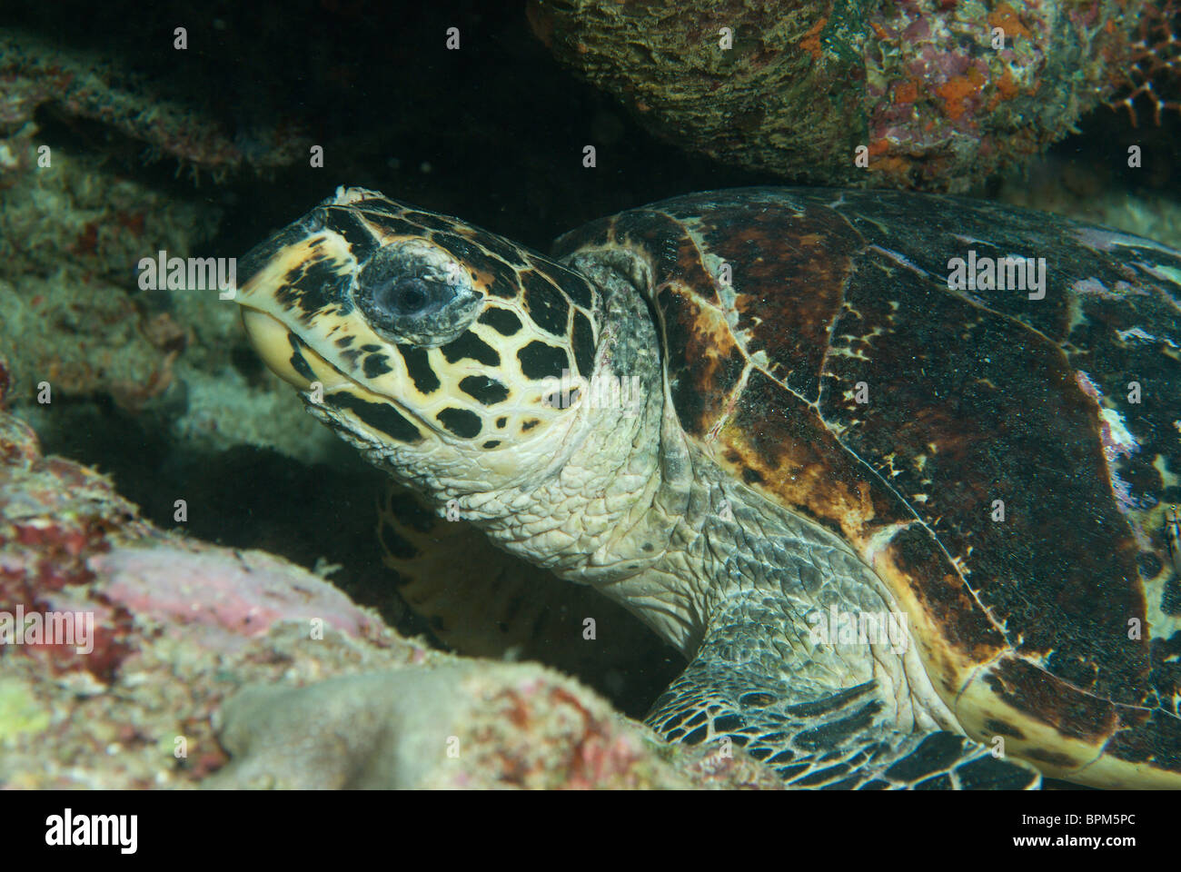 Tartaruga embricata, Eretmochelys imbracata, delle Maldive, dell'Oceano Indiano Foto Stock