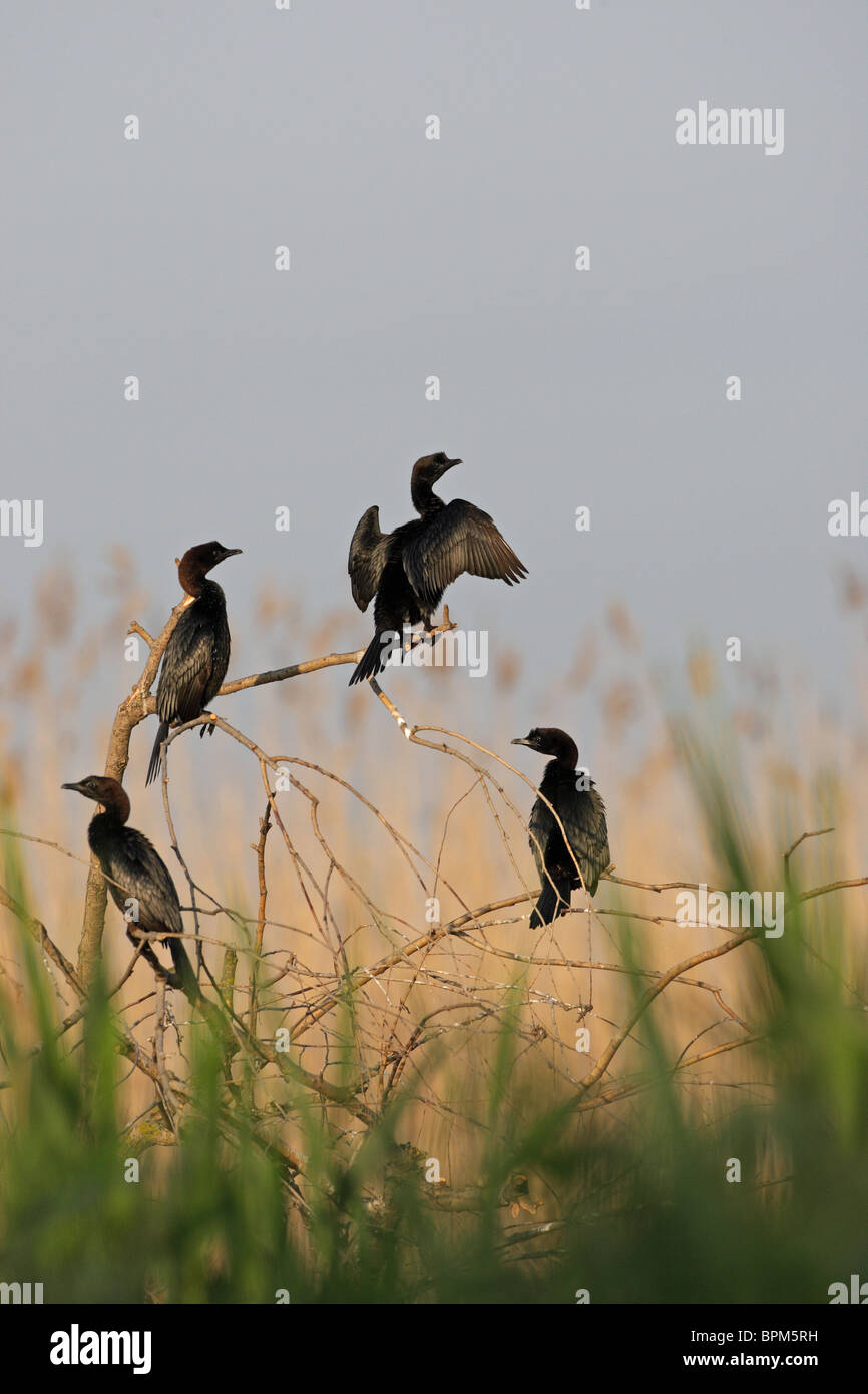 Cormorano pigmeo (Phalacrocorax pygmeus), la riserva naturale di Srebarna (sito Ramsar, lista UNESCO), Bulgaria Foto Stock