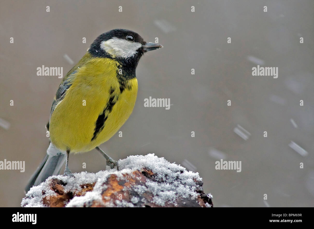 Un grande tit nella neve Foto Stock