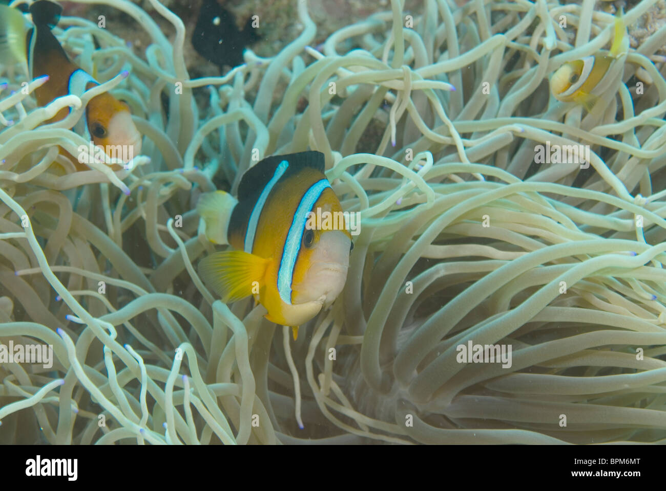 Clark, anemonefish Amphiprion clarki, Puerto Galera, Filippine, Oceano Pacifico Foto Stock