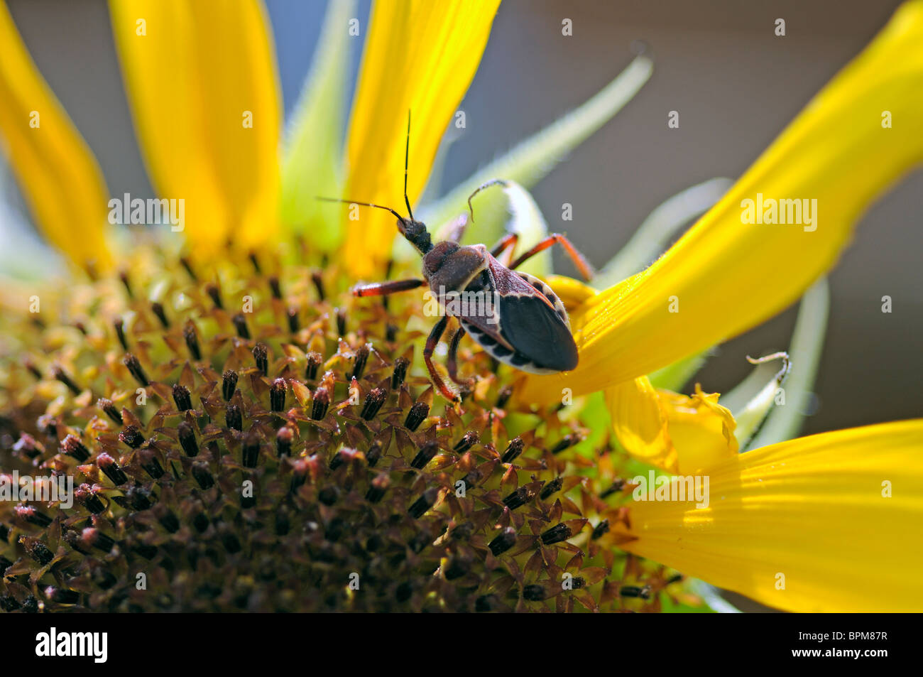 Ventre giallo bee assassin il girasole - Apiomerus Flaviventris Foto Stock