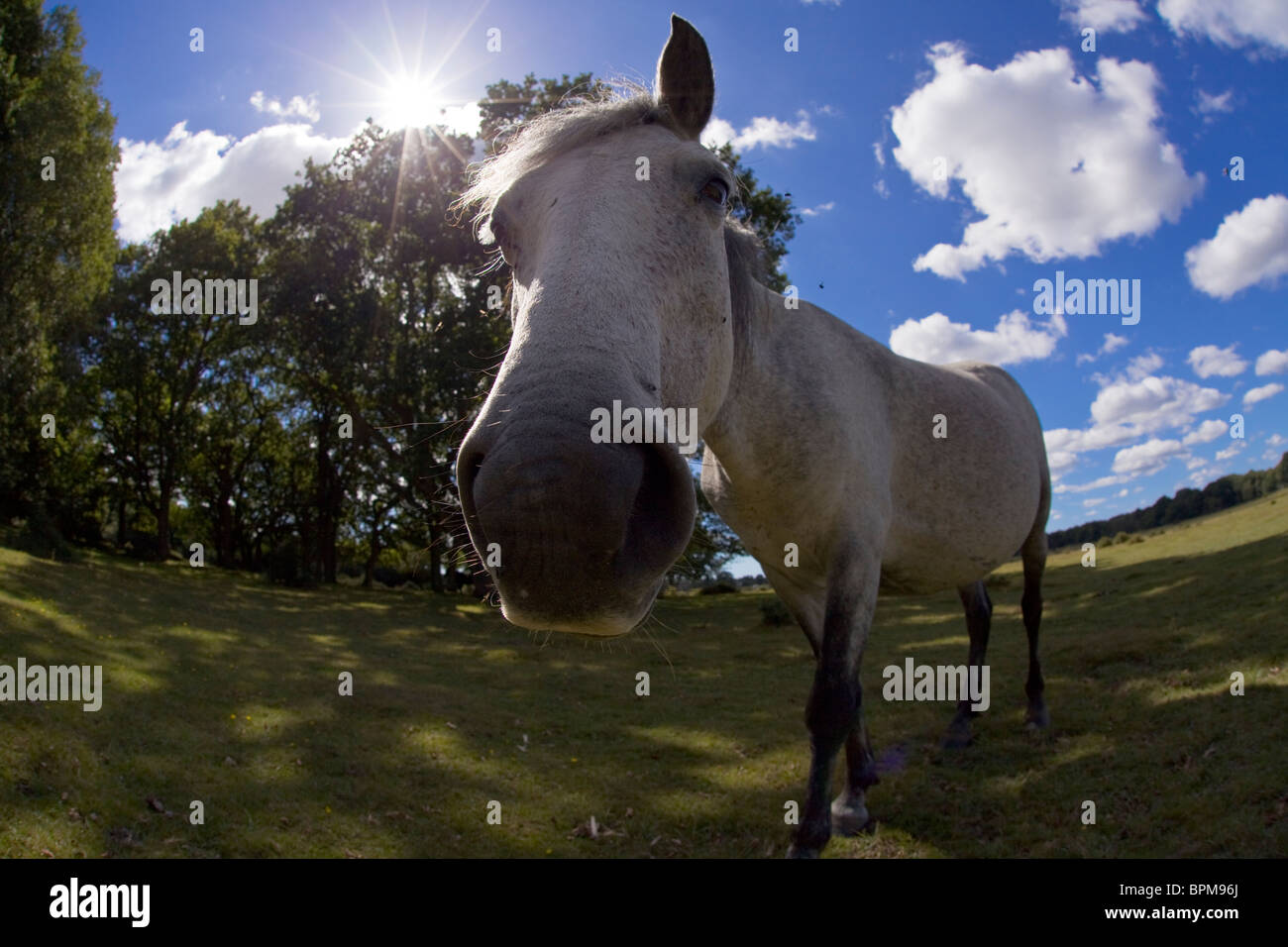 Pony nella nuova foresta, hampshire, Regno Unito. Foto Stock