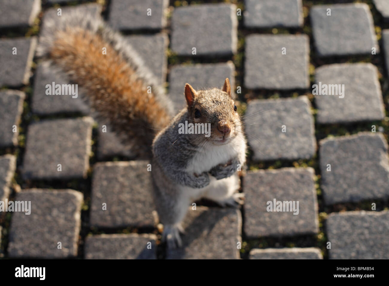 Un'abitazione urbana di Eastern Gray Squirrel a Washington, DC, si aspetta di trovare una dispensa di cibo. Foto Stock