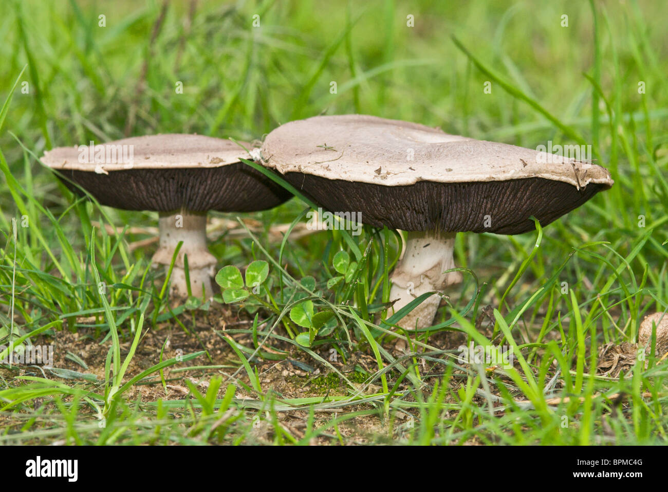 Campo organico o funghi prataioli (Agaricus campestris) come cut-outs ritagli Foto Stock