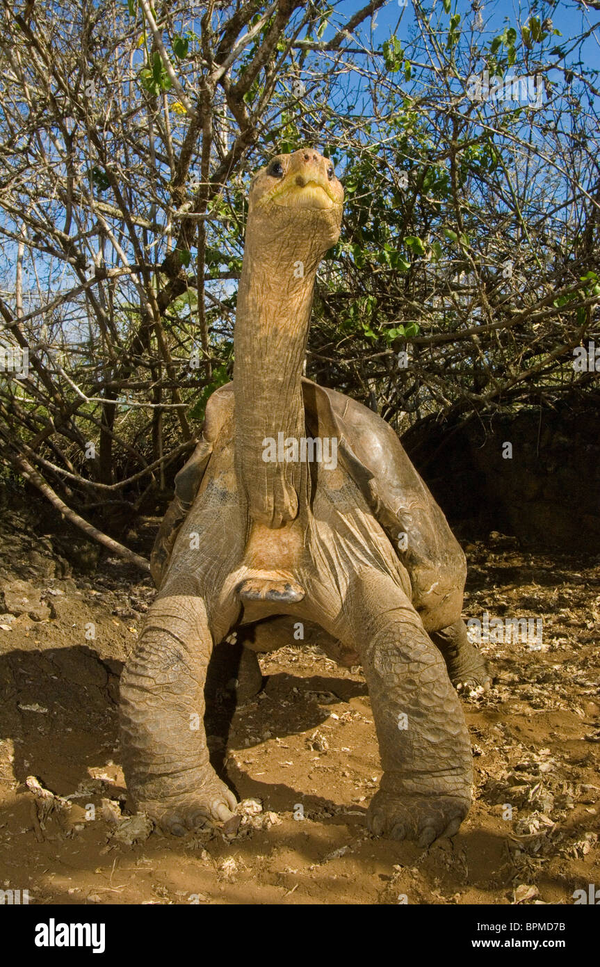 Lonesome George' gigantesca tartaruga Galapagos (Geochelone elephantopus abingdoni) da Pinta Island, Isole Galapagos. Foto Stock