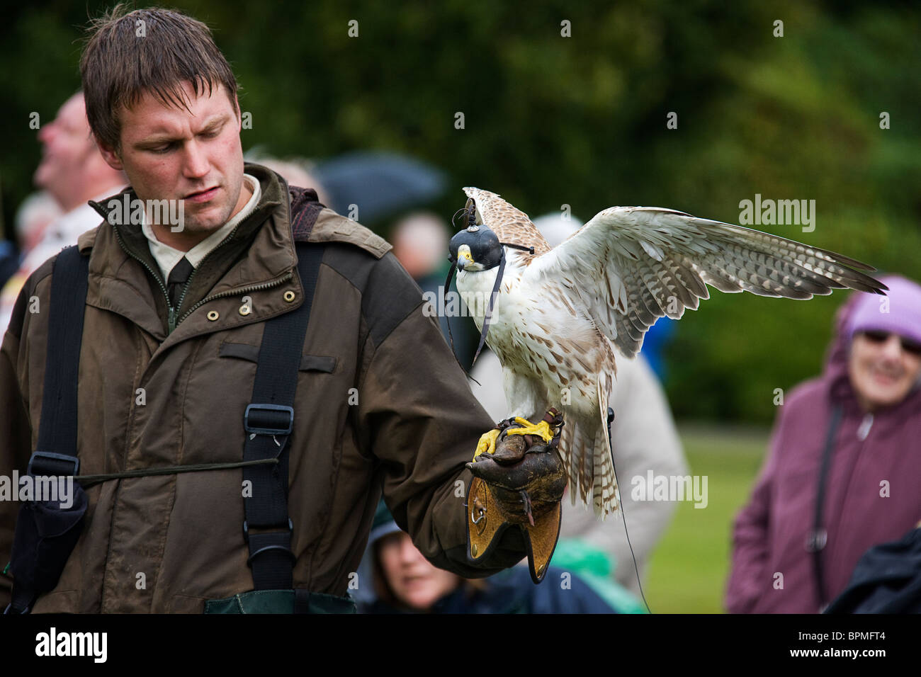 Gestore di uccelli. Saker Falcon (Trebor) pavimenti castello. Scottish Borders. Foto Stock