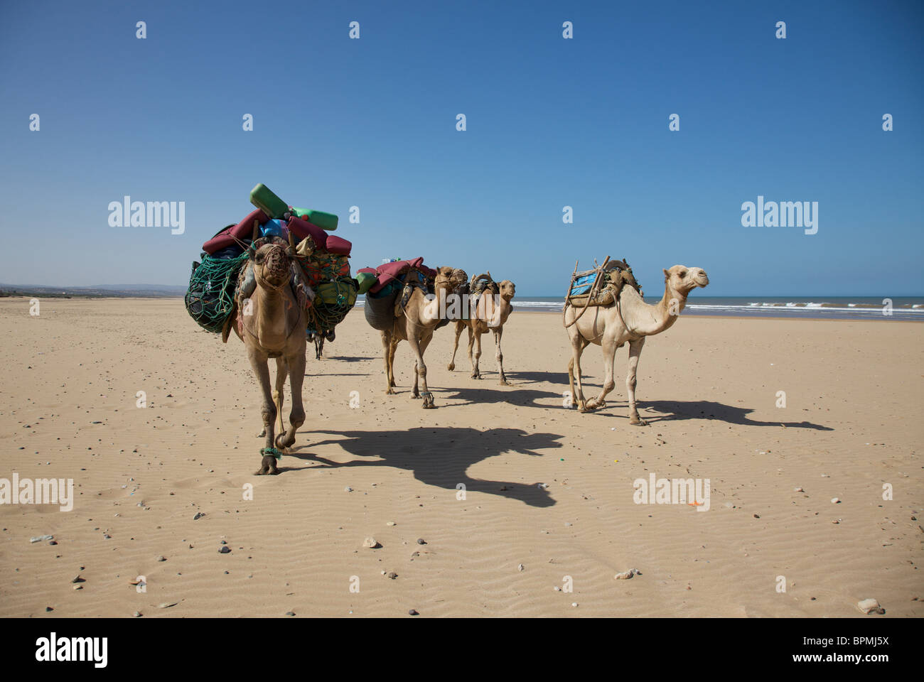 Cammelli su Sidi Kaouki beach, tra agadir e essaouira sulla costa atlantica, Marocco, Africa del nord Foto Stock
