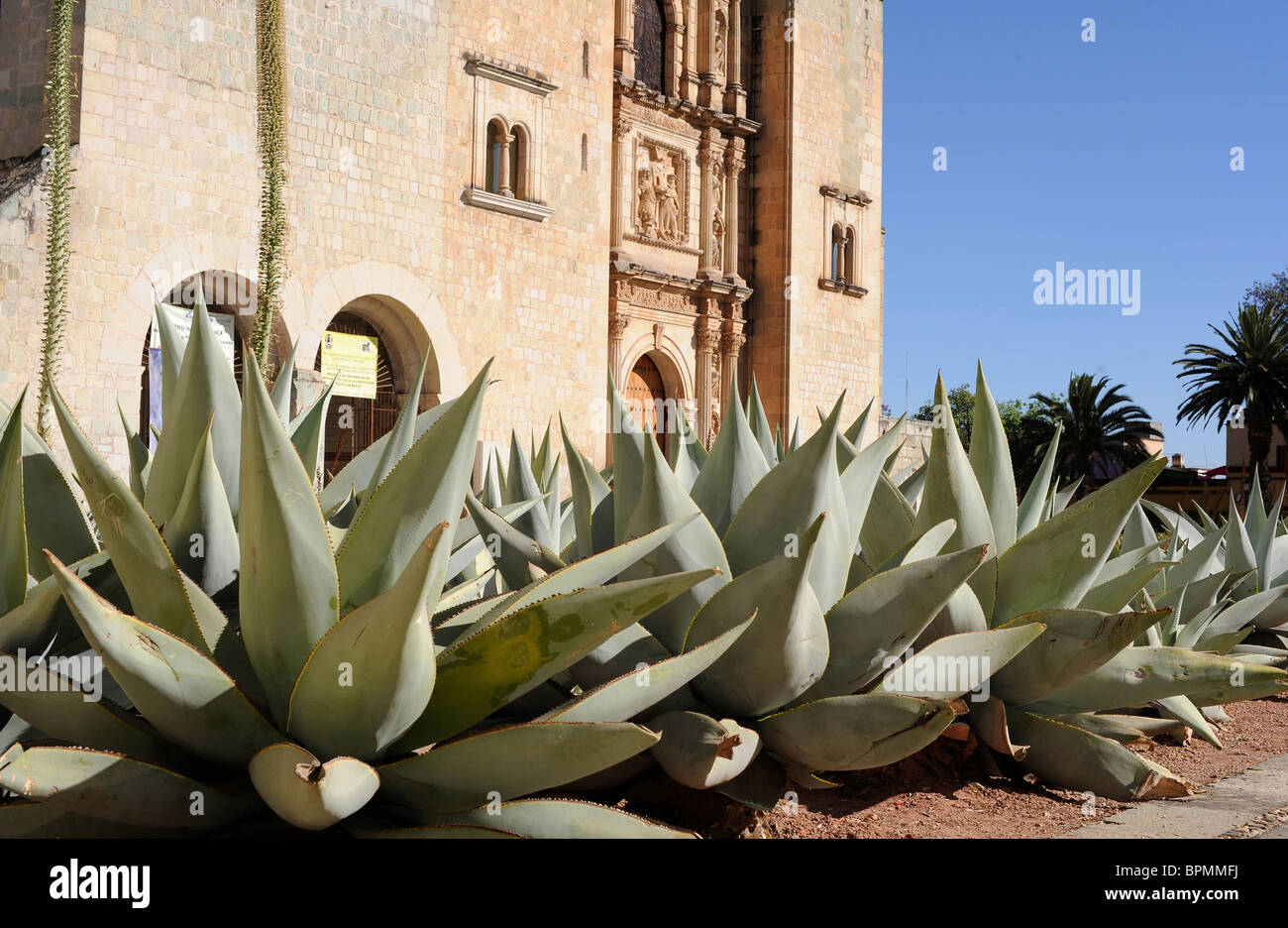 Vista laterale del giardino di cactus e Chiesa di Santo Domingo, Oaxaca, Messico Foto Stock