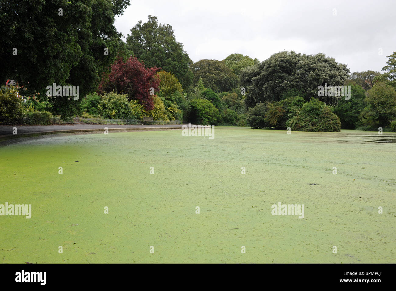 Queens Park stagno in Brighton che ha attivato il verde con alghe e alghe dopo la calda estate meteo REGNO UNITO Foto Stock
