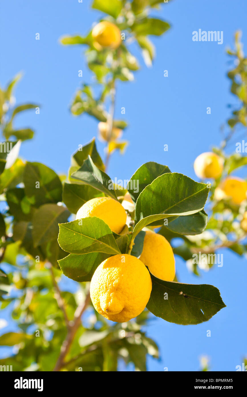 Bella limoni maturi nella struttura ad albero in una giornata di sole. Foto Stock