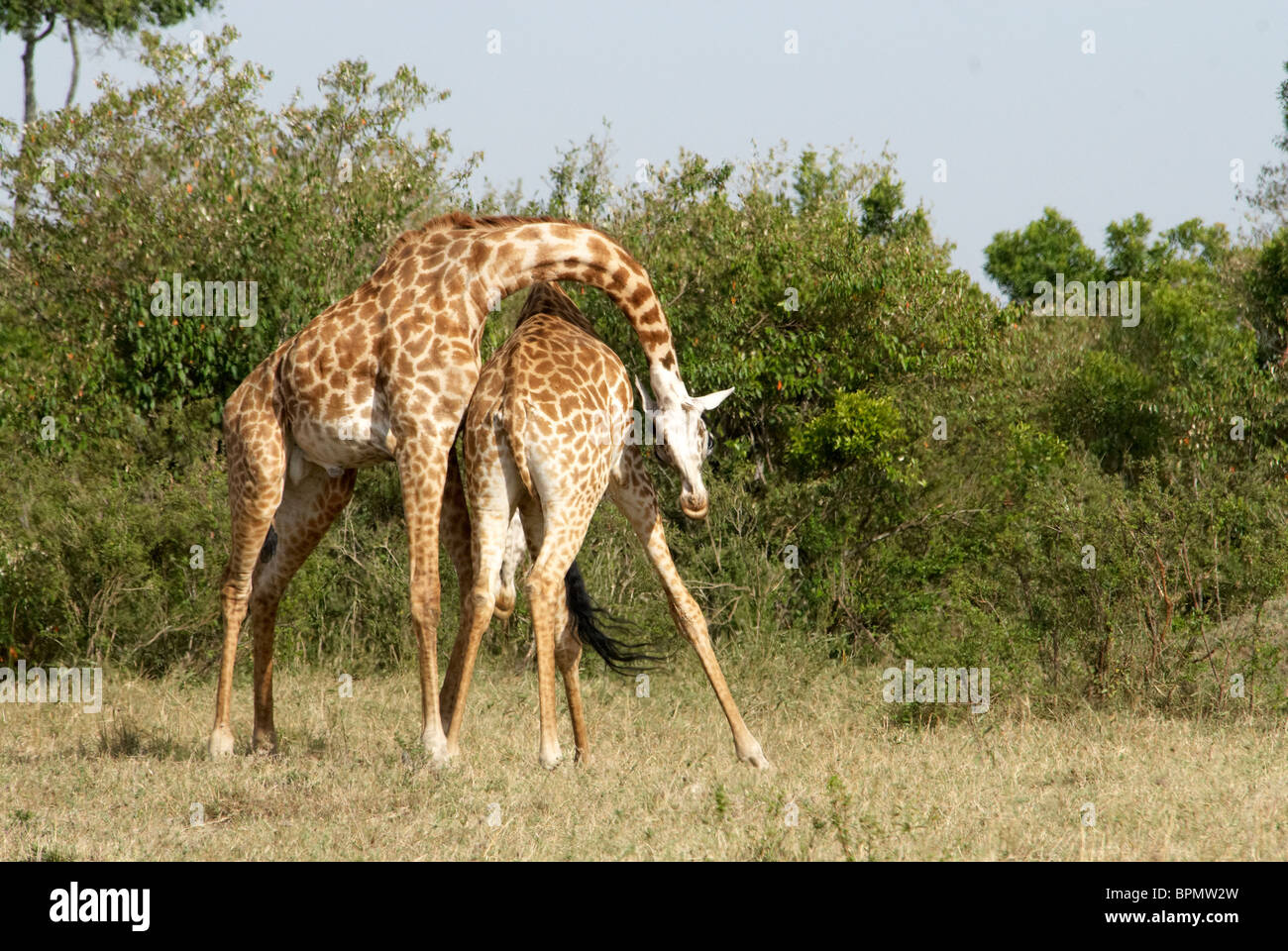 Lotta contro le giraffe maschio Foto Stock