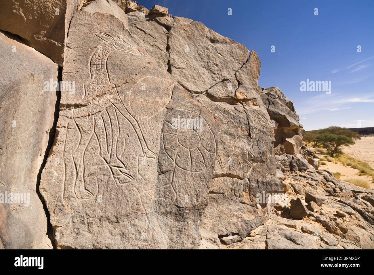 Incisioni rupestri di giraffe a Wadi Mathendous, Wadi Barjuj, deserto pietroso, Libia, sahara Africa del Nord Foto Stock