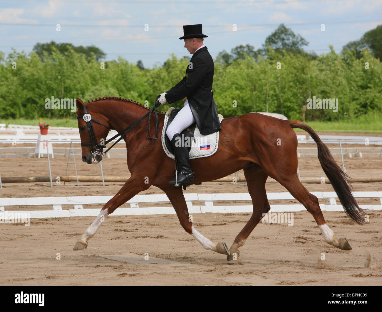 Un cavallo in un concorso dressage Foto Stock