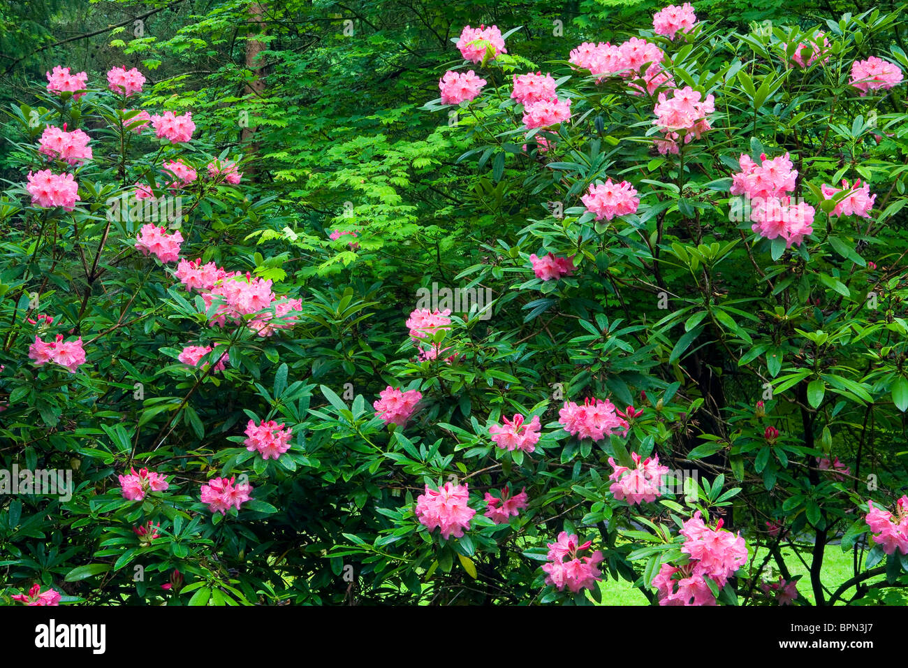 Rododendri in fiore nel giardino naturale di Portland Giardino Giapponese, Oregon Foto Stock