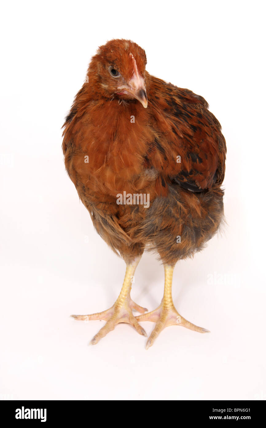 Un giovane pollo fotografato su sfondo bianco Foto Stock