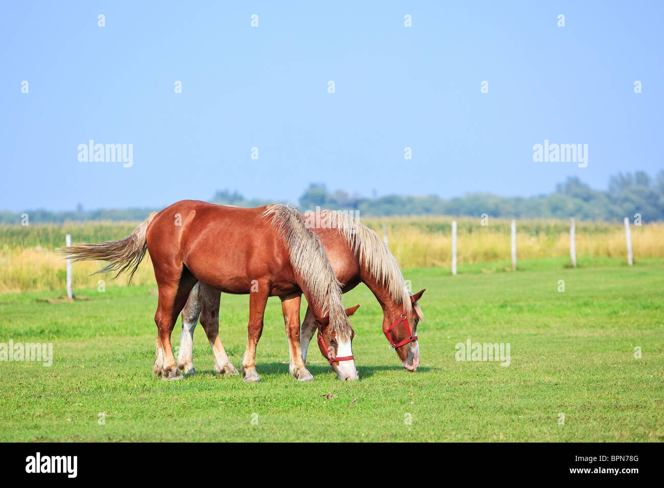 Due cavalli al pascolo nei pascoli della Canadian Prairie, Manitoba, Canada. Foto Stock
