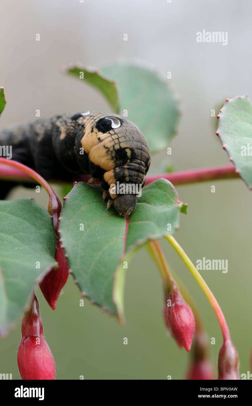 Elephant hawk moth caterpillar mangiare foglie fucsia Foto Stock