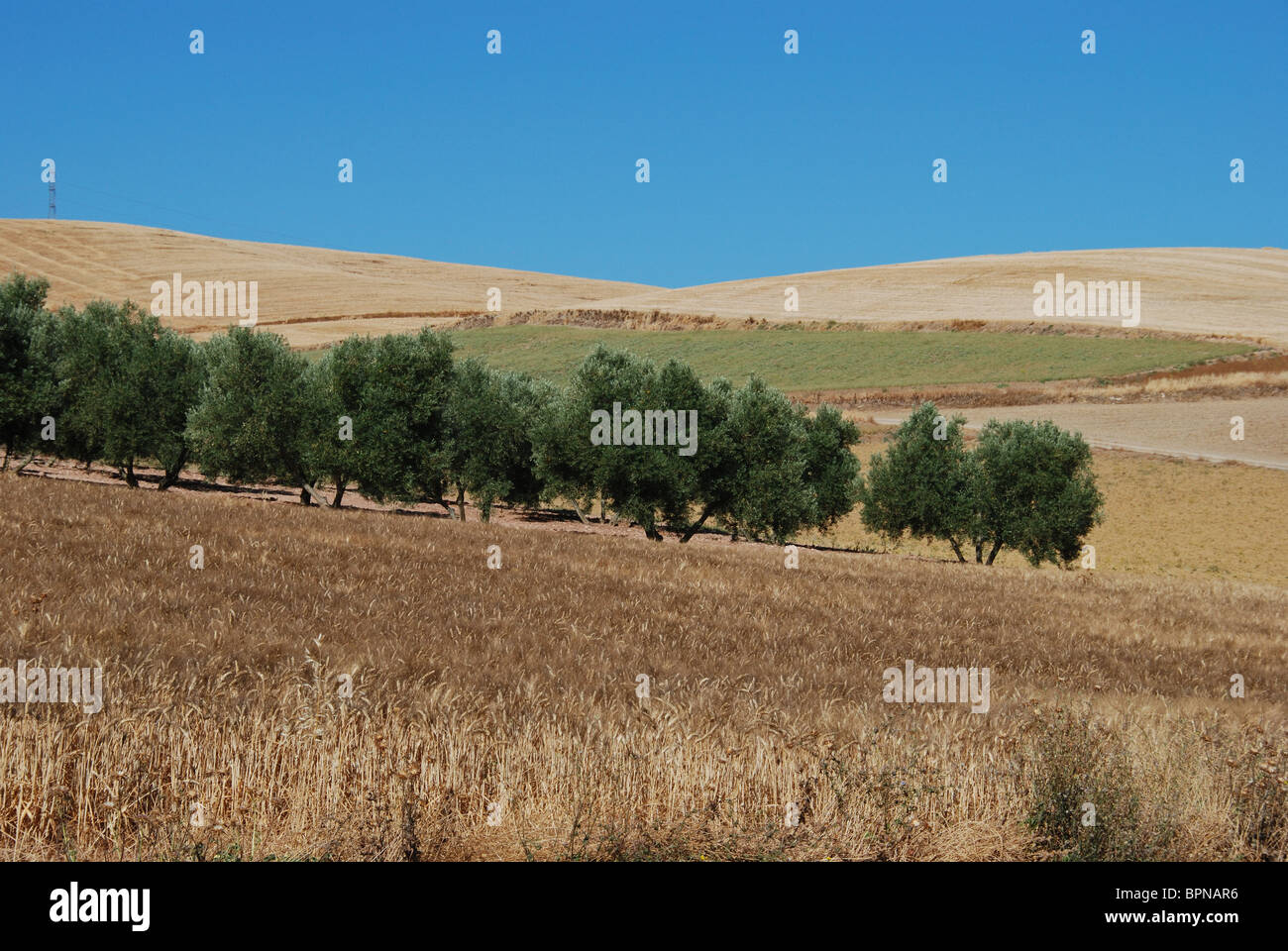 Campi di grano con alberi di olivo, Teba, provincia di Malaga, Andalusia, Spagna, Europa occidentale. Foto Stock