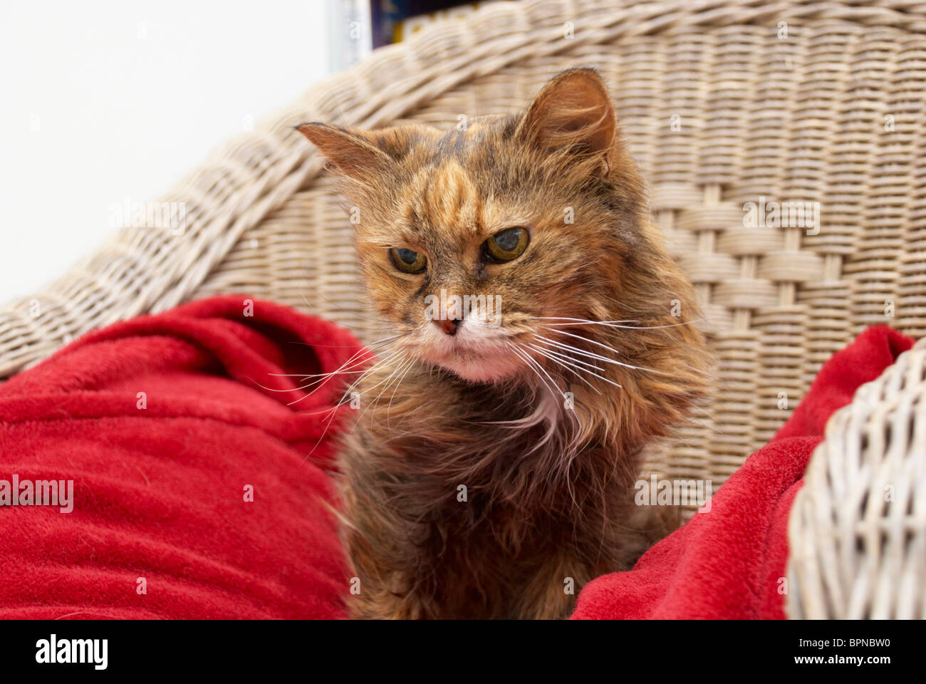 Il vecchio gatto seduto in una sedia sulla sua coperta speciale Foto Stock