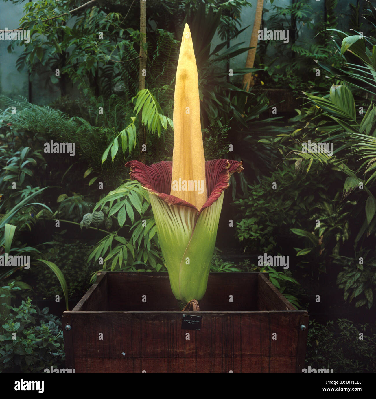 Nel 1996 un Titan Arum fiorite nelle Kew Gardens per la prima volta in 33 anni Foto Stock