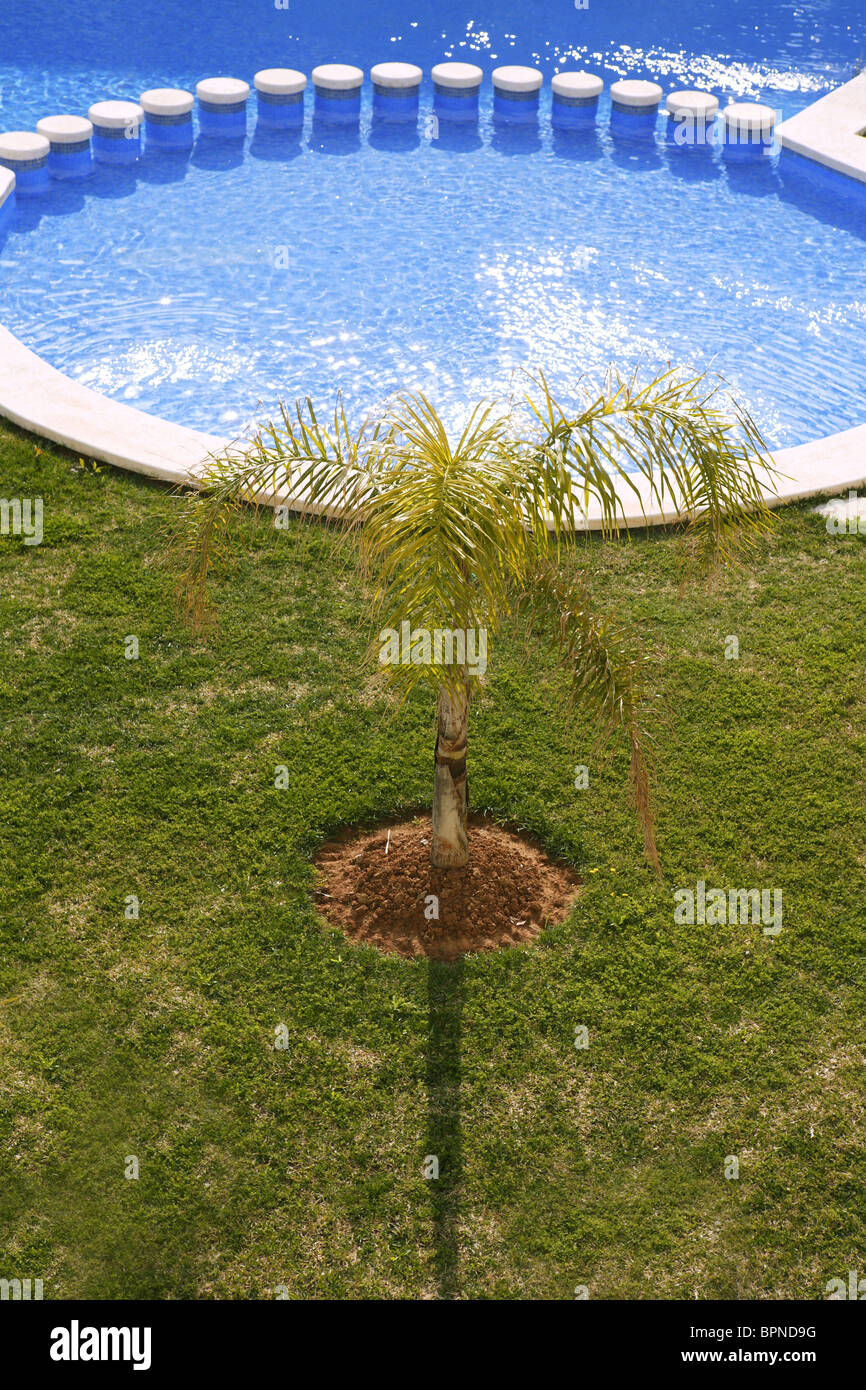 Tondo blu piscina Palm tree giardino con prato verde Foto Stock