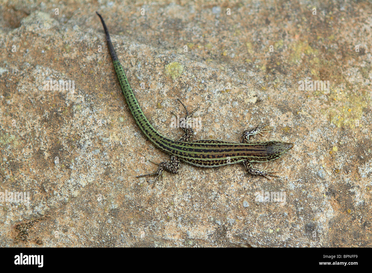 Formentera geco lucertola campestre Podarcis pityusensis formenterae Foto Stock