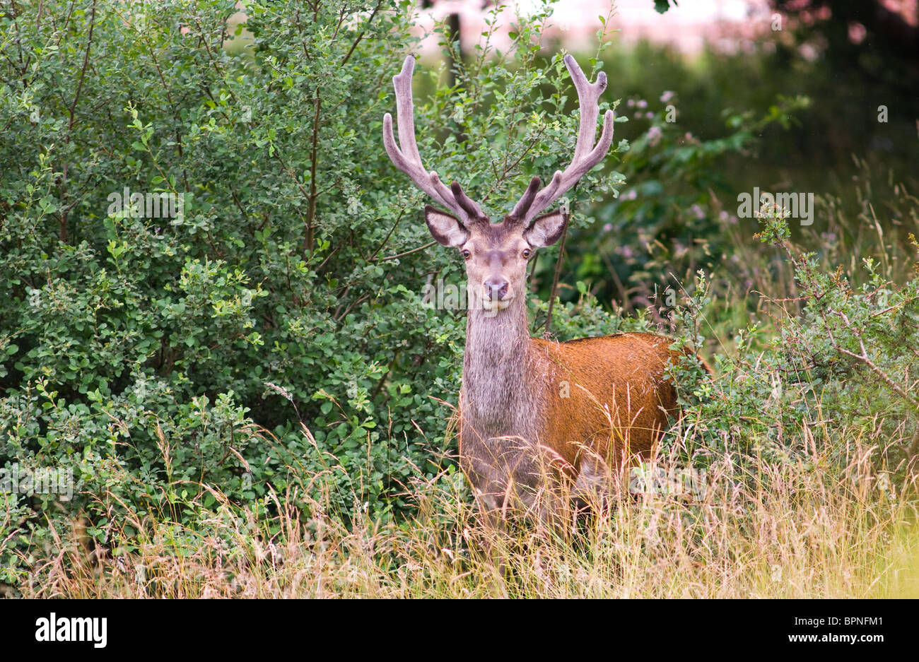 Grande maschio cervi rossi tra il sottobosco. Foto Stock