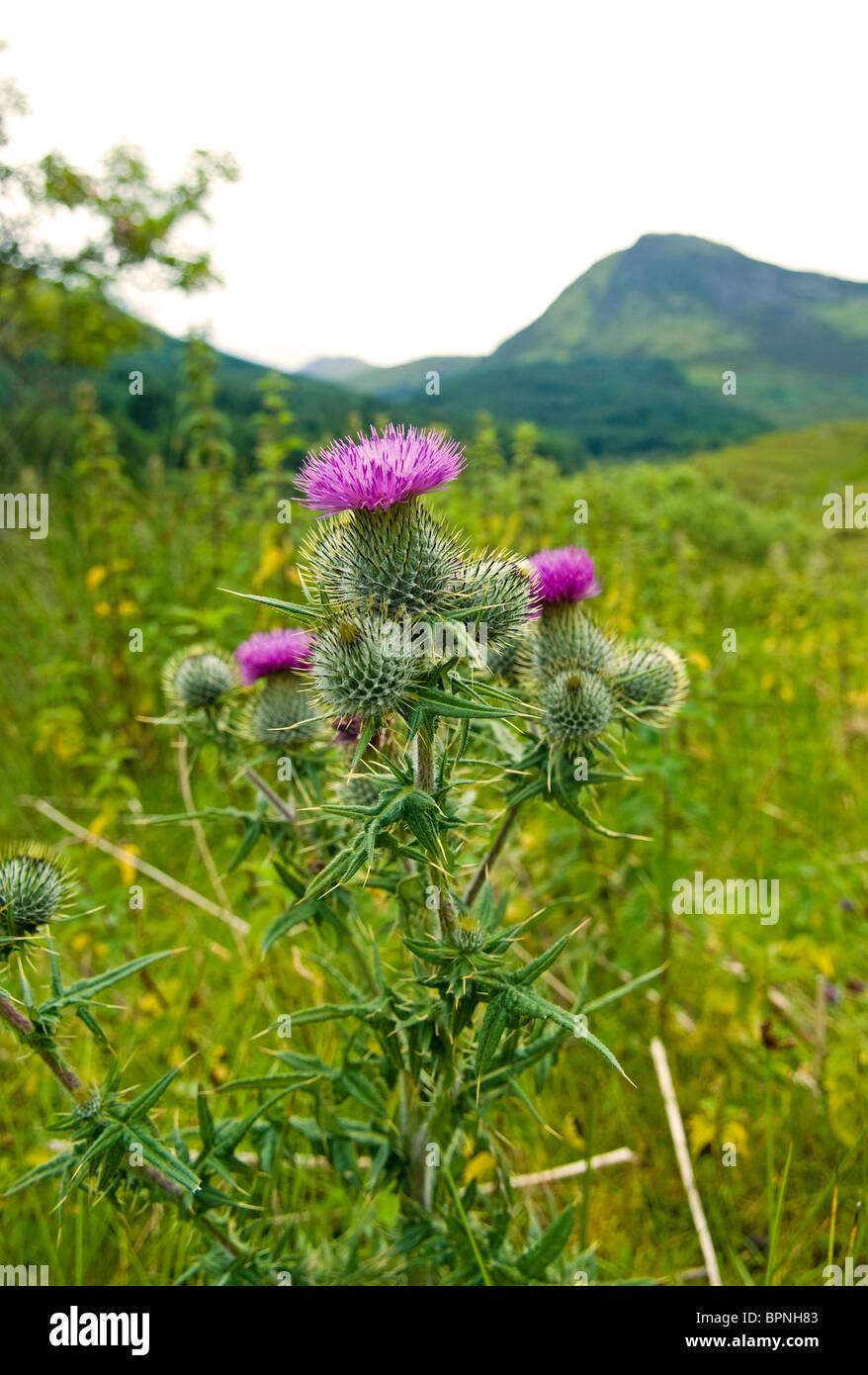 Il Cardo scozzese con le montagne della Scozia in background Foto Stock