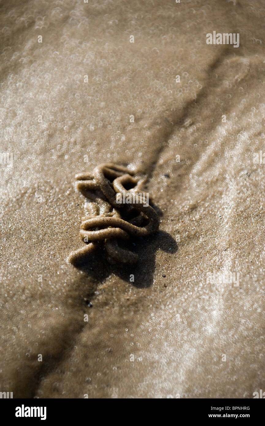 Lugworm cast sulla spiaggia Foto Stock