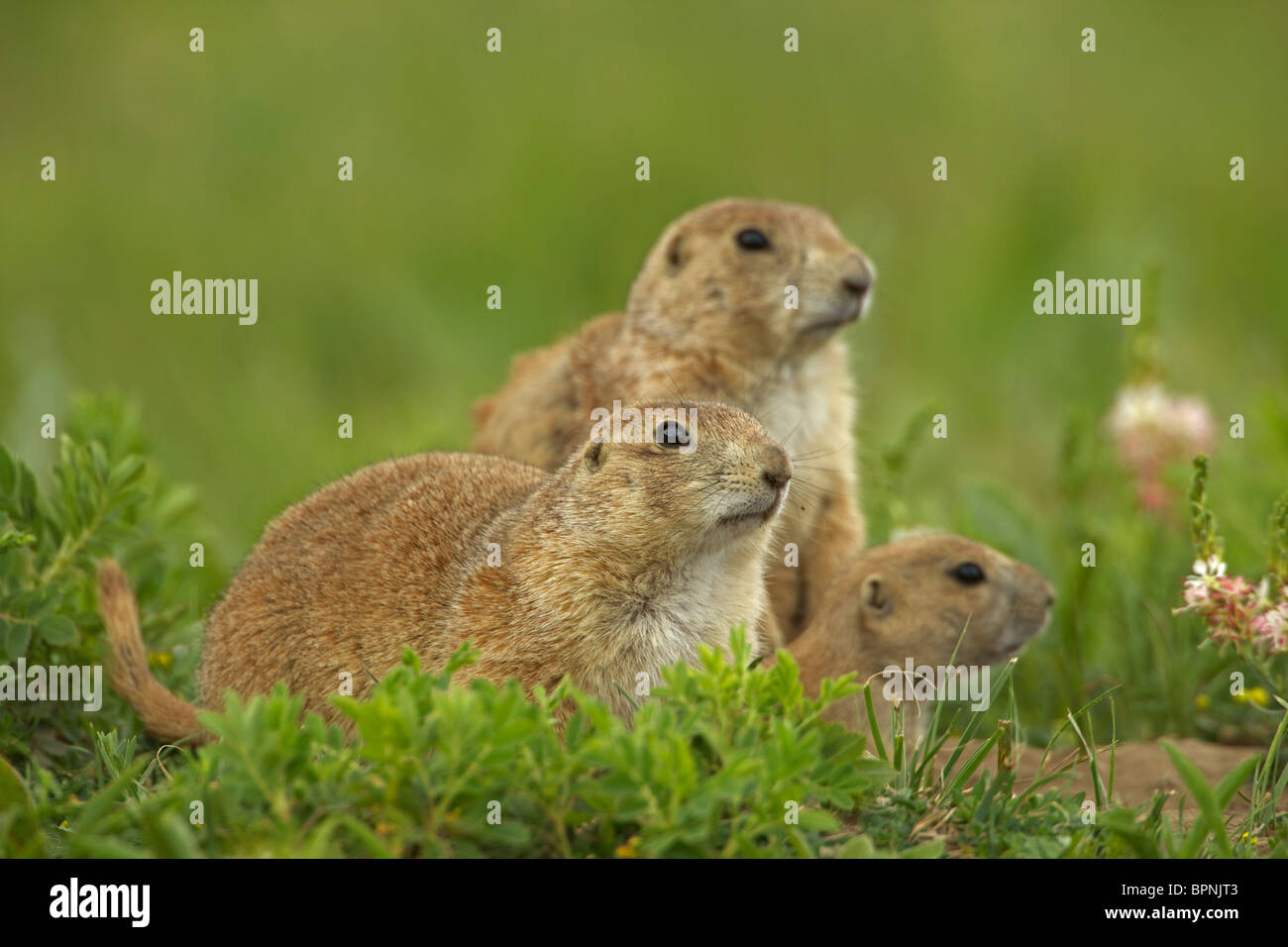 Blacktail Prairie Dog (Cynomys ludovicianus) Wyoming - USA Foto Stock