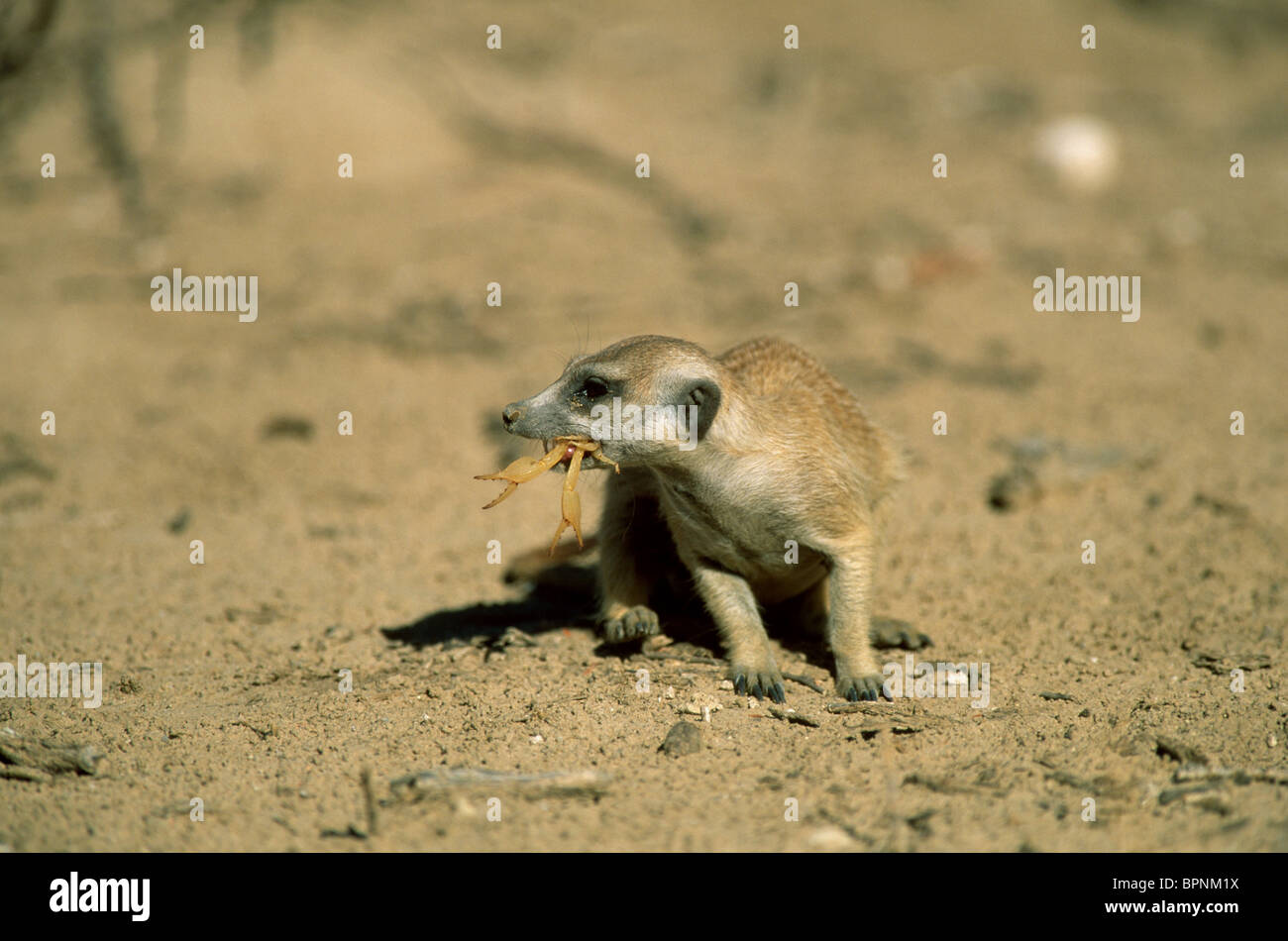 Suricate o Meerkat mangiare scorpion Suricata suricatta Kalahari Gemsbok National Park in Sud Africa Foto Stock