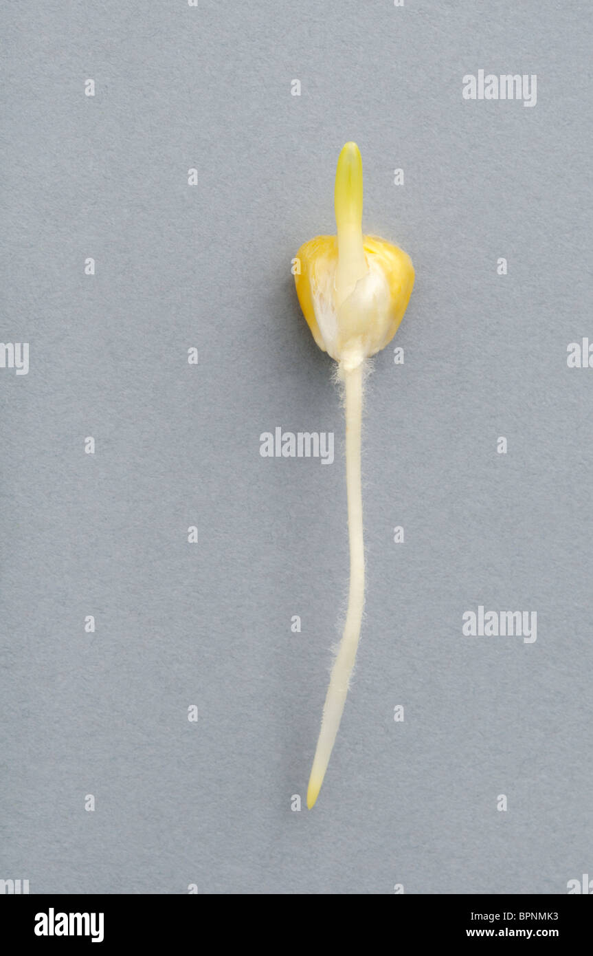 Il mais, Zea mays, piantina recentemente germinati Foto Stock