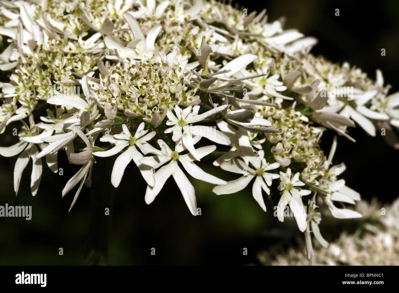 Fiori Hogweed un Umbellifer Heracleum sphondylium Apiaceae famiglia Foto Stock