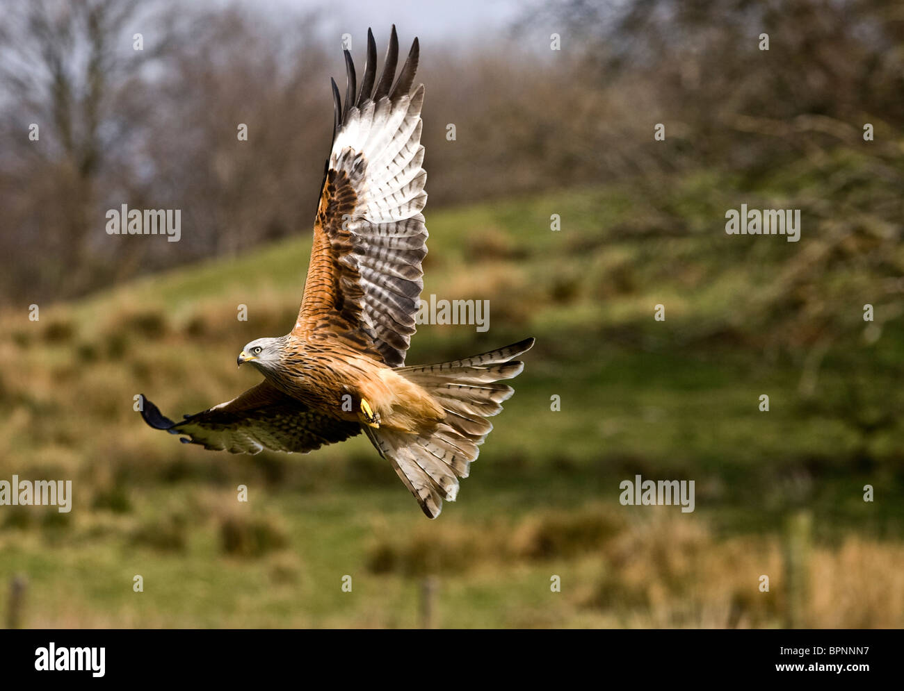Nibbio reale Milvus milvus in volo, Rhayader, Powys, Foto Stock
