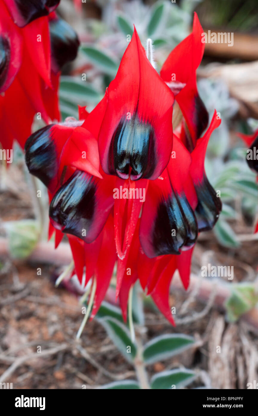 Primo piano sui vivaci fiori rossi e neri di Sturt's Desert Pea Foto Stock
