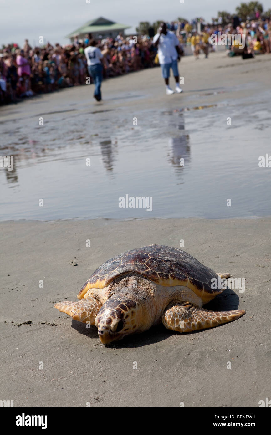 Un riabilitato tartarughe marine rilasciato torna all'oceano da Turtle Rescue Team sull'isola di palme, SC Foto Stock