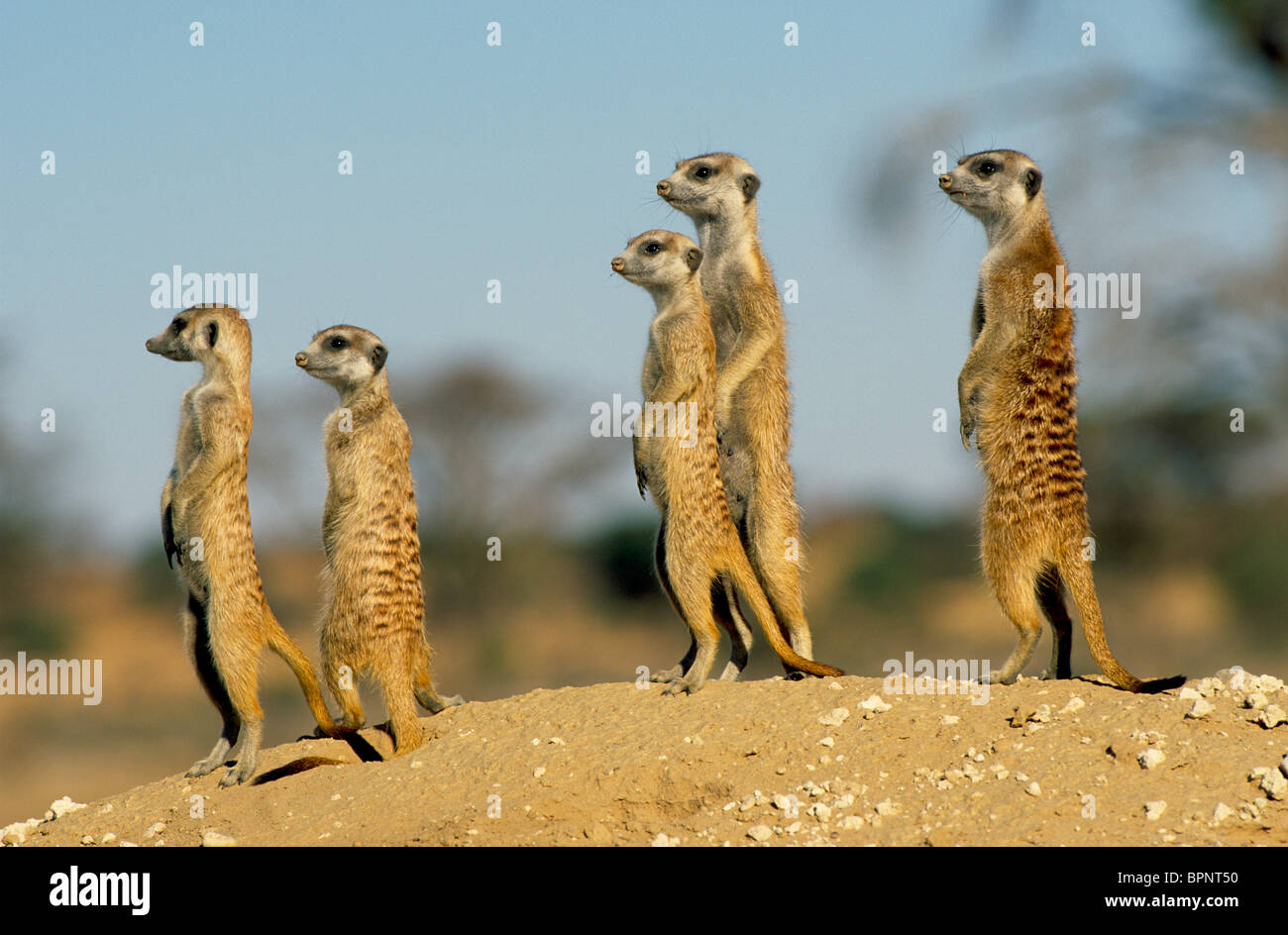 Suricates o Meerkats Suricata suricatta desti e vigilanti Kalahari Gemsbok National Park in Sud Africa Foto Stock