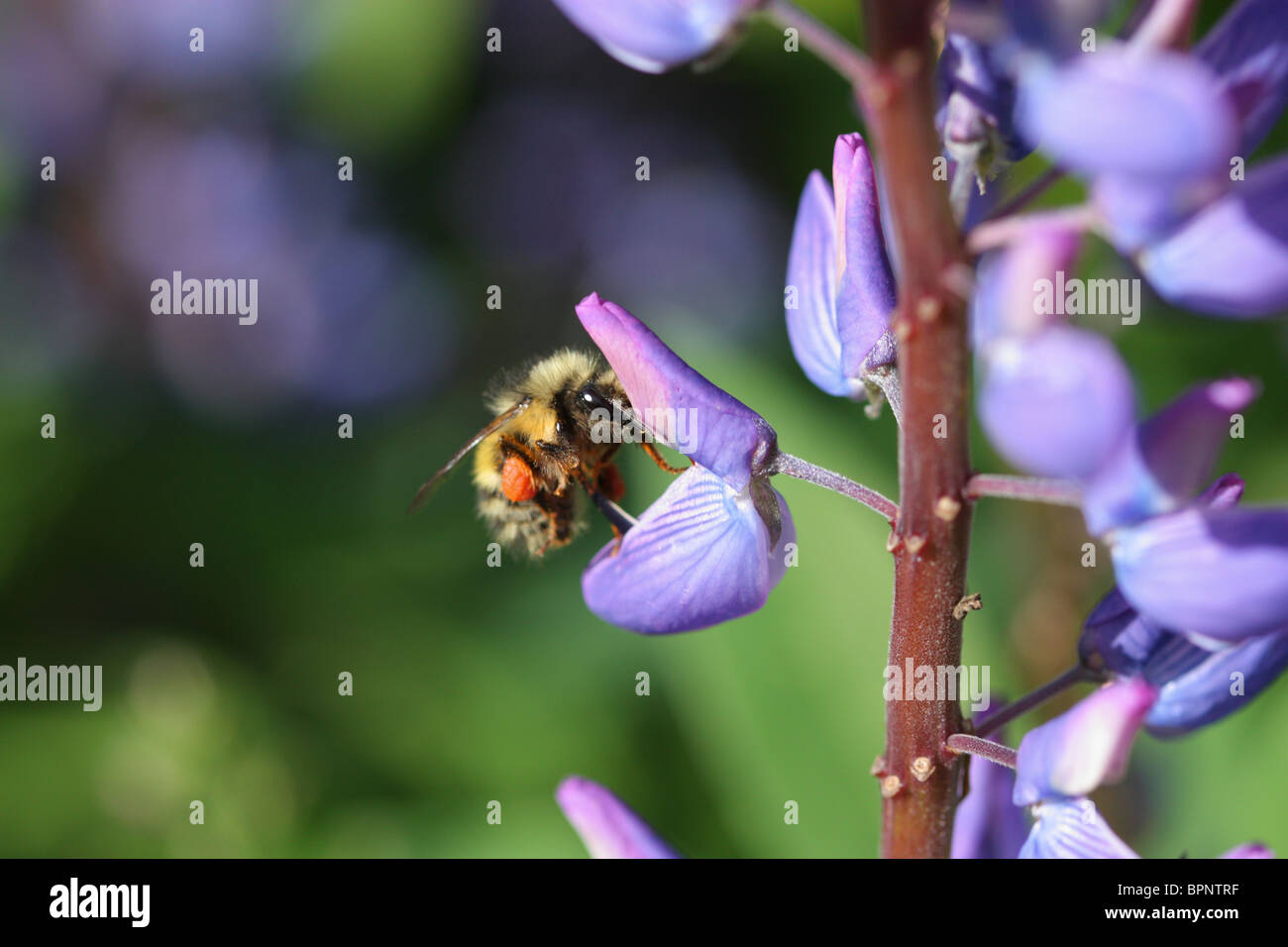 Big Bombo impollinatori una rosa e viola fiore con colori brillanti e un grande rosso il polline Sac Scopa sulla sua gamba. Un ape occupato Foto Stock