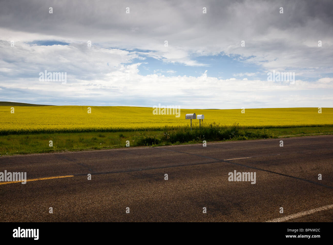 Le cassette postali rurali e canola field Foto Stock