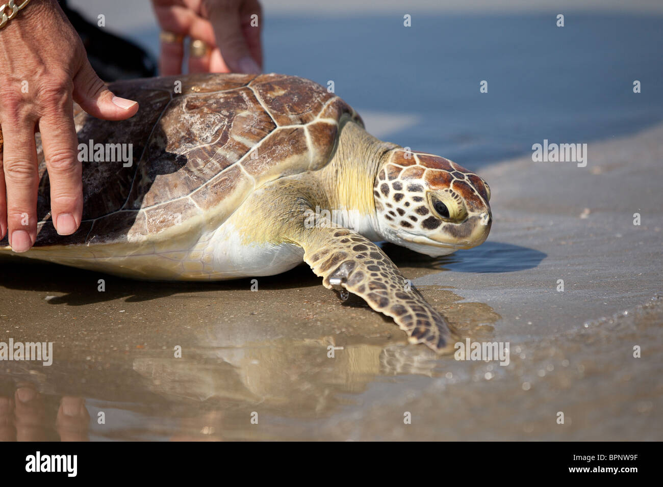Un riabilitato tartaruga verde rilasciato torna all'oceano da Turtle Rescue Team sull'isola di palme, SC Foto Stock
