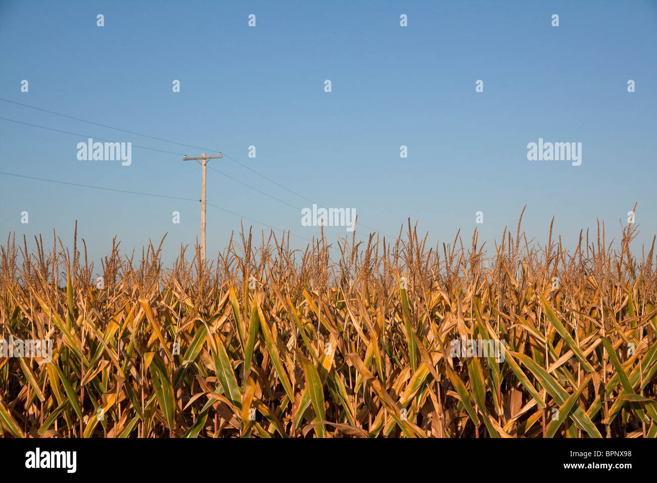 Il raccolto del campo campo di mais Michigan STATI UNITI Foto Stock