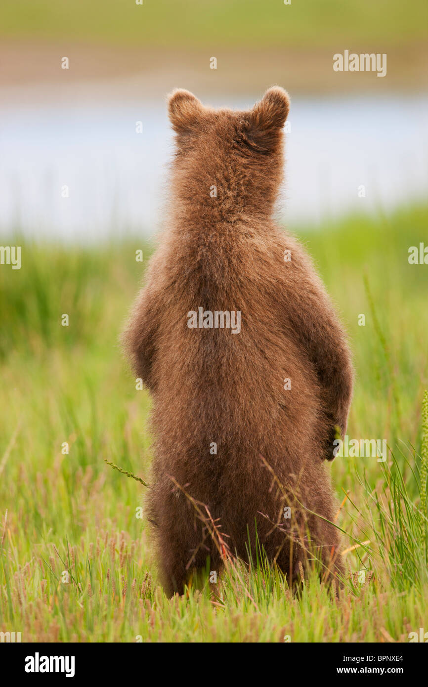 Un marrone o Grizzly Bear Cub, il Parco Nazionale del Lago Clark, Alaska. Foto Stock