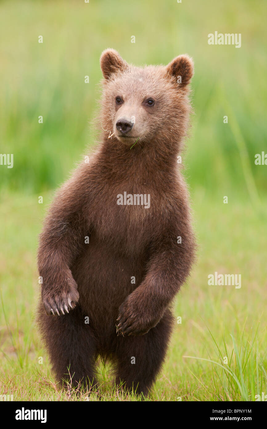 Un marrone o Grizzly Bear Cub, il Parco Nazionale del Lago Clark, Alaska. Foto Stock