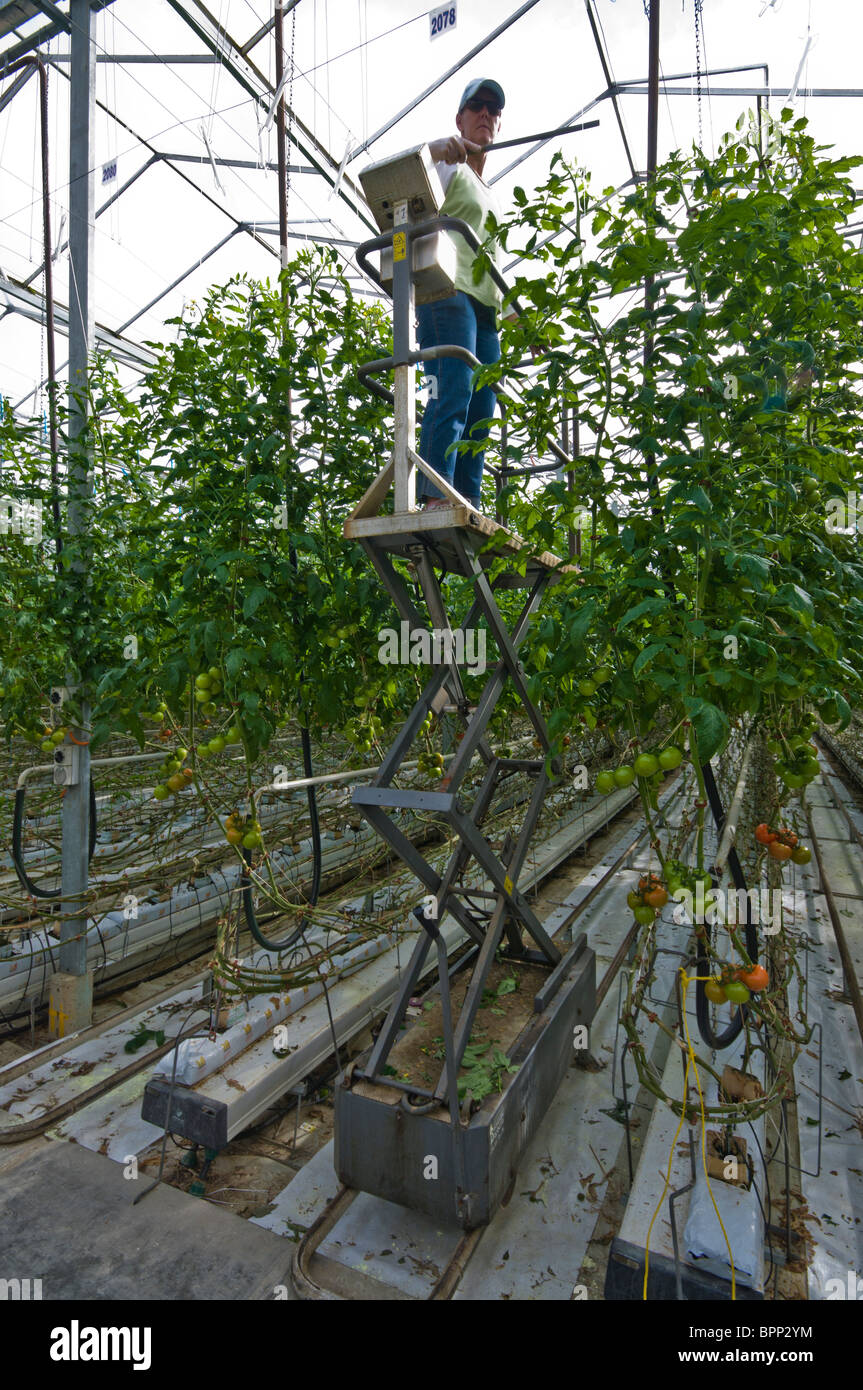 Donna di impollinazione vitigni di pomodoro in un grande industriale di pomodoro hydroponic agriturismo vicino a Swan Hill in Victoria, Australia Foto Stock