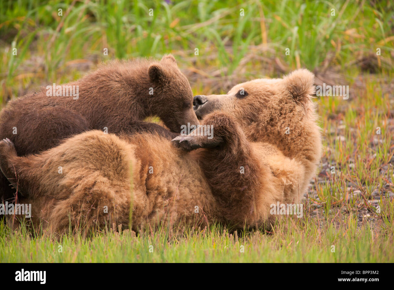 Un marrone o Grizzly Bear Cub infermieristica, il Parco Nazionale del Lago Clark, Alaska. Foto Stock