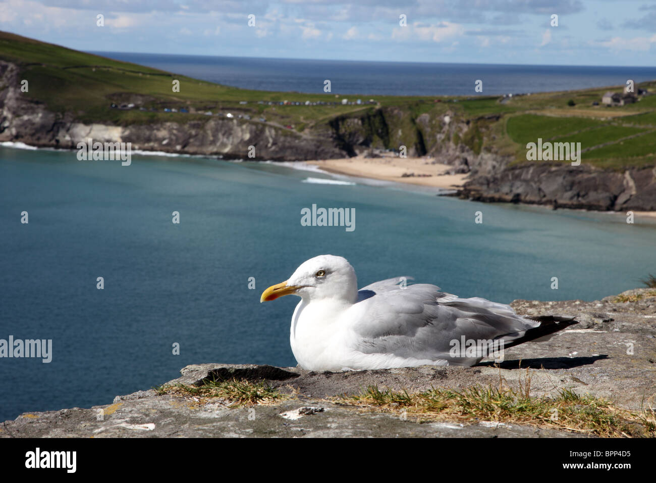 Seagull, Slea Head, penisola di Dingle, Co. Kerry, Irlanda Foto Stock