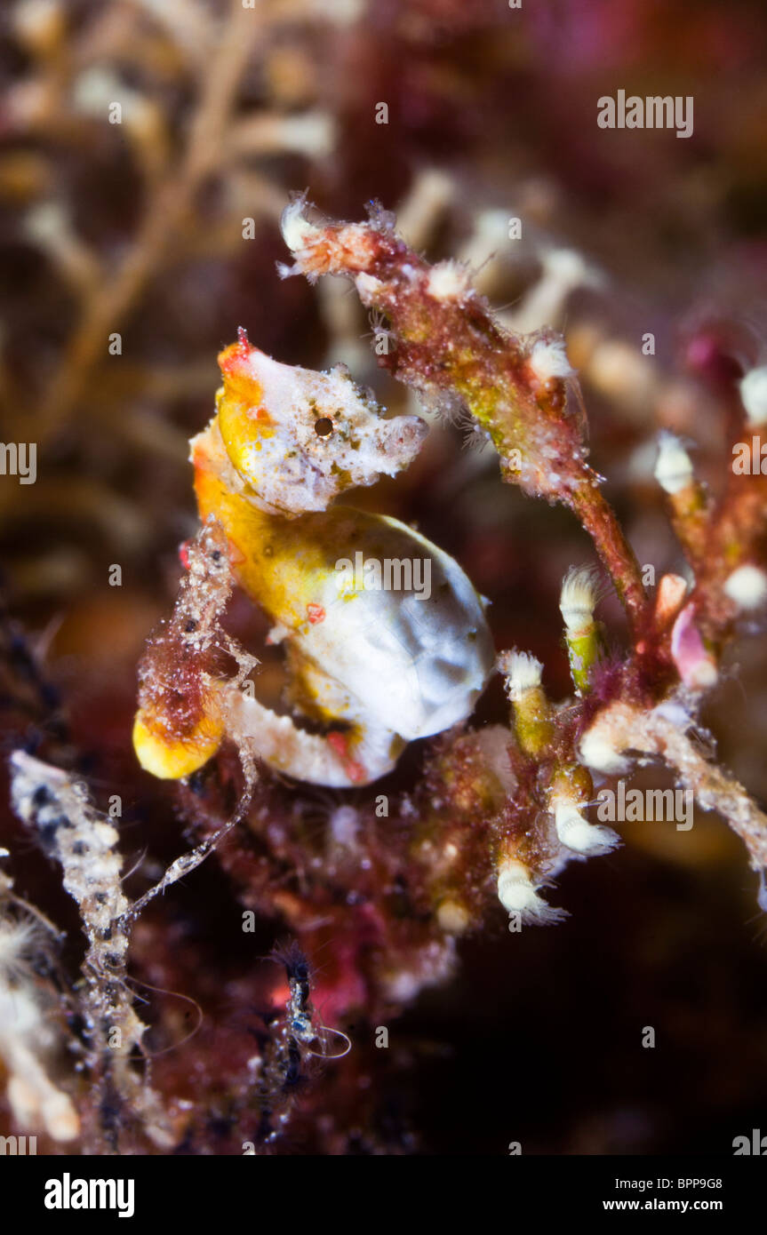 Hippocampus pontohi cavalluccio marino pigmeo, Bunaken Marine Park, Sulawesi, Indonesia. Foto Stock