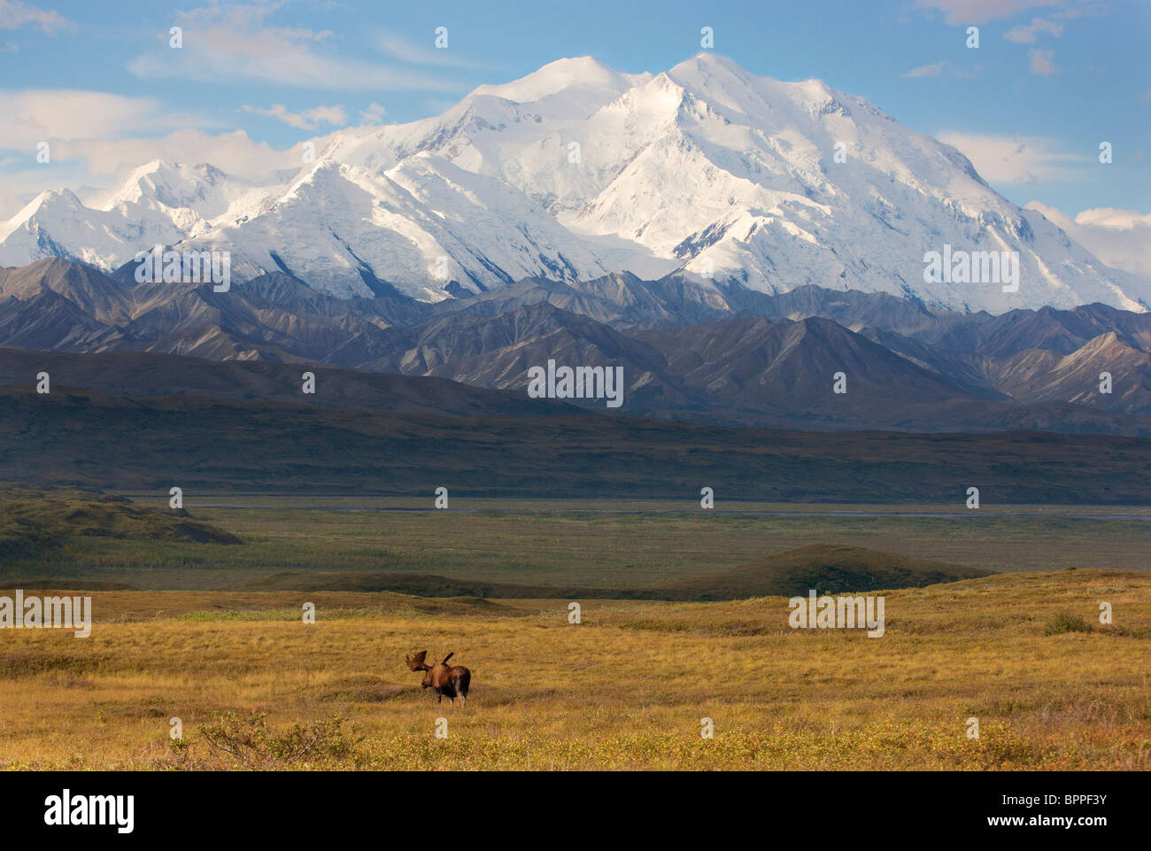 Bull alci nella parte anteriore del Mt. McKinley, Parco Nazionale di Denali, Alaska. Foto Stock