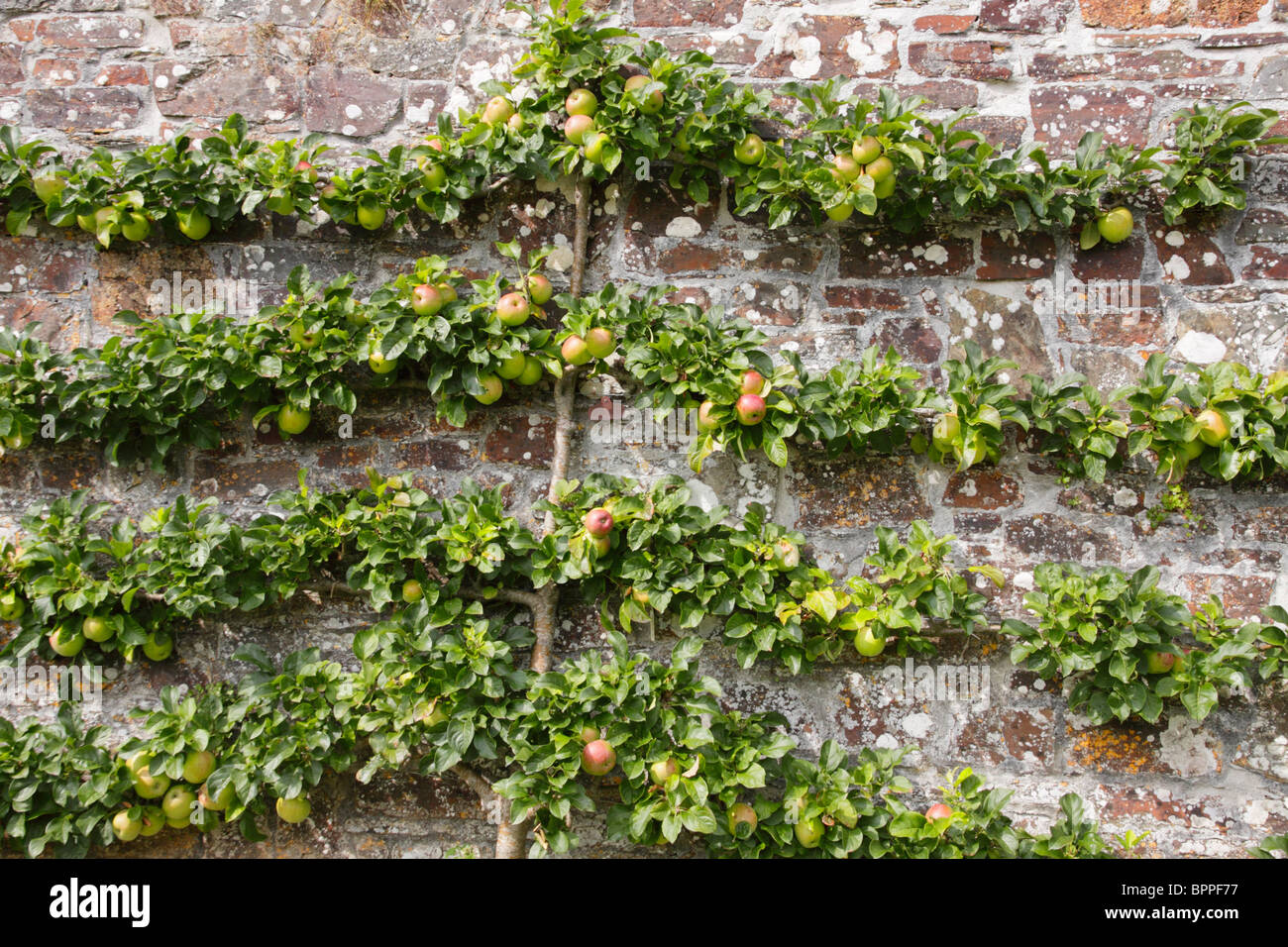 Melo addestrati a crescere come un albero a spalliera contro un muro del giardino. Foto Stock